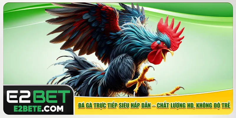 Đá gà trực tiếp siêu hấp dẫn – Chất lượng HD, không độ trễ