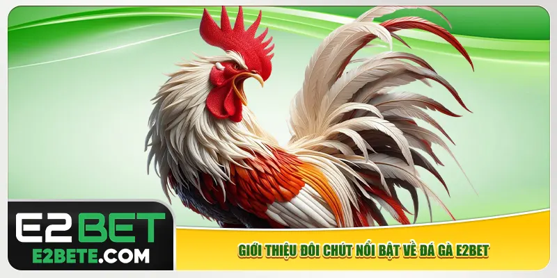 Giới thiệu đôi nét nổi bật về đá gà e2bet
